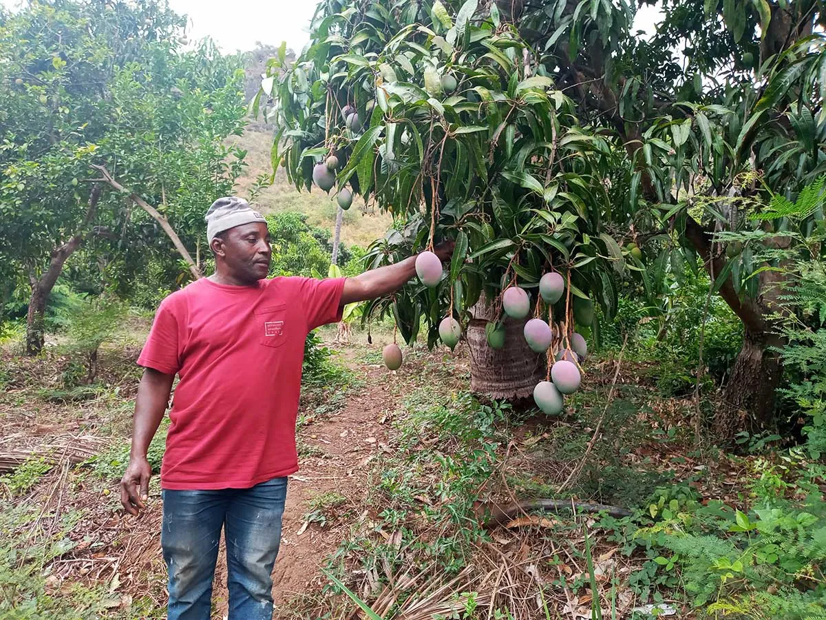 Image d'un homme inspectant les fruits d'un arbre