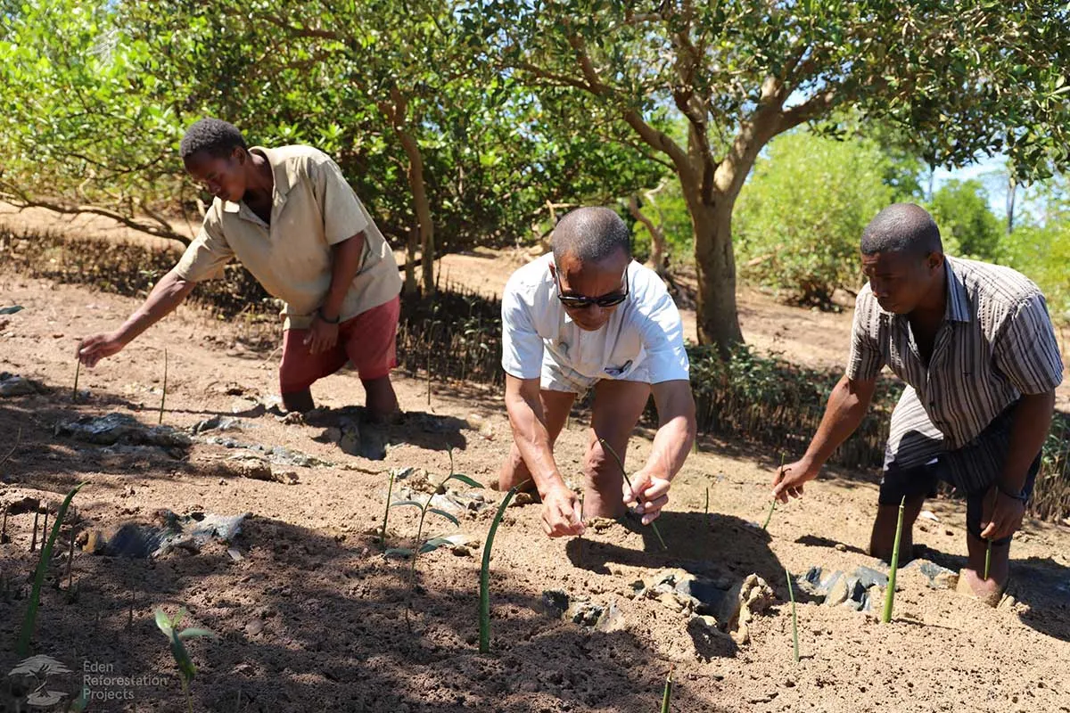 Image d'hommes s'occupant de jeunes plants cultivés