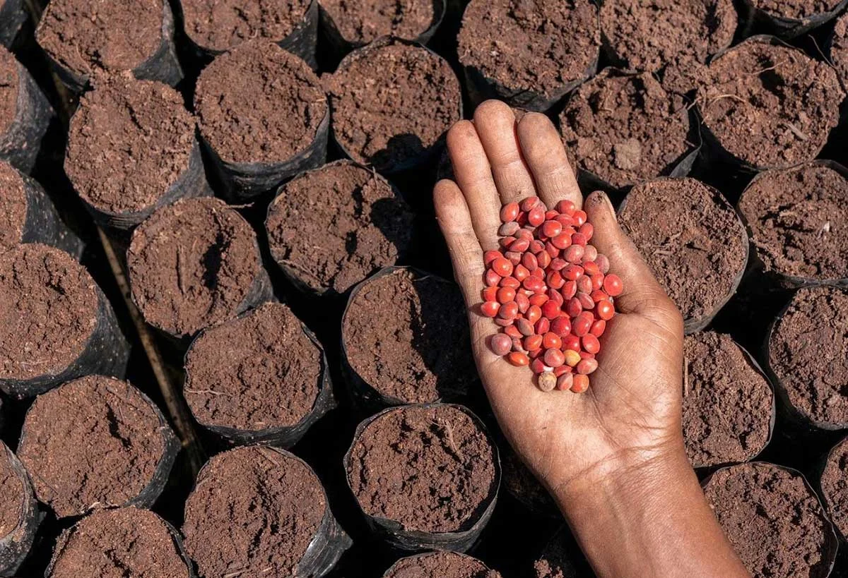 Image of a hand with seeds in the palm